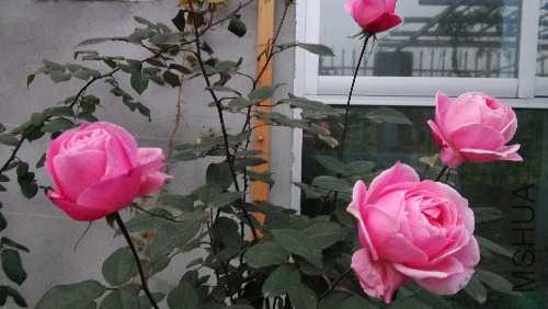 IMG_20141213_175208.jpg