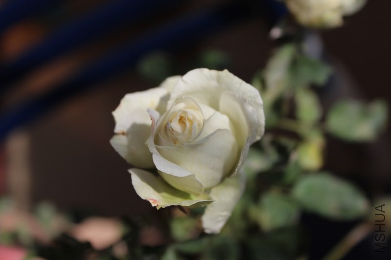 IMG_7166.JPG