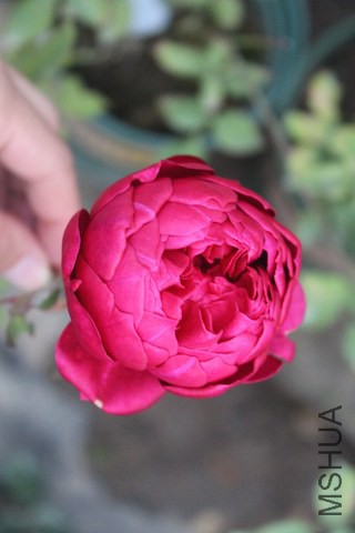 IMG_7042.jpg