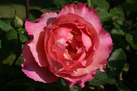 ��ܽ���ţ�Yves No3������ No3��.jpg