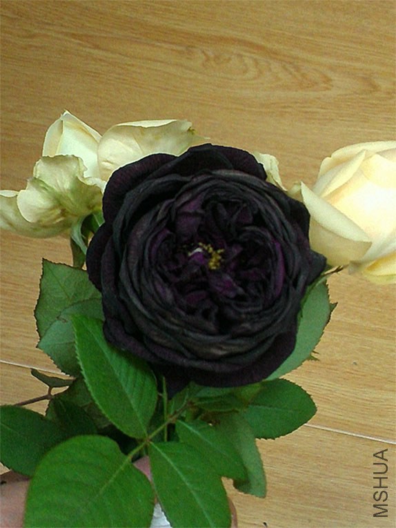 ����2 12-13.jpg