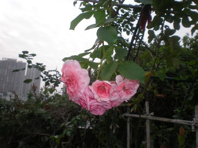 PC102487.JPG