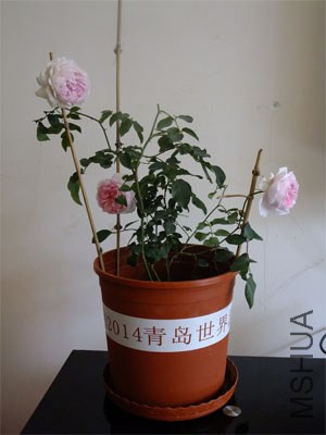 �������1 12-13.jpg