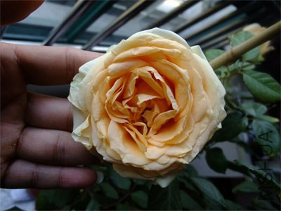 ����ѩɽ2 12-13.jpg