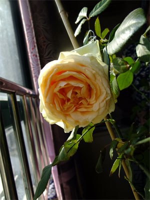 ����ѩɽ1 12-13.jpg