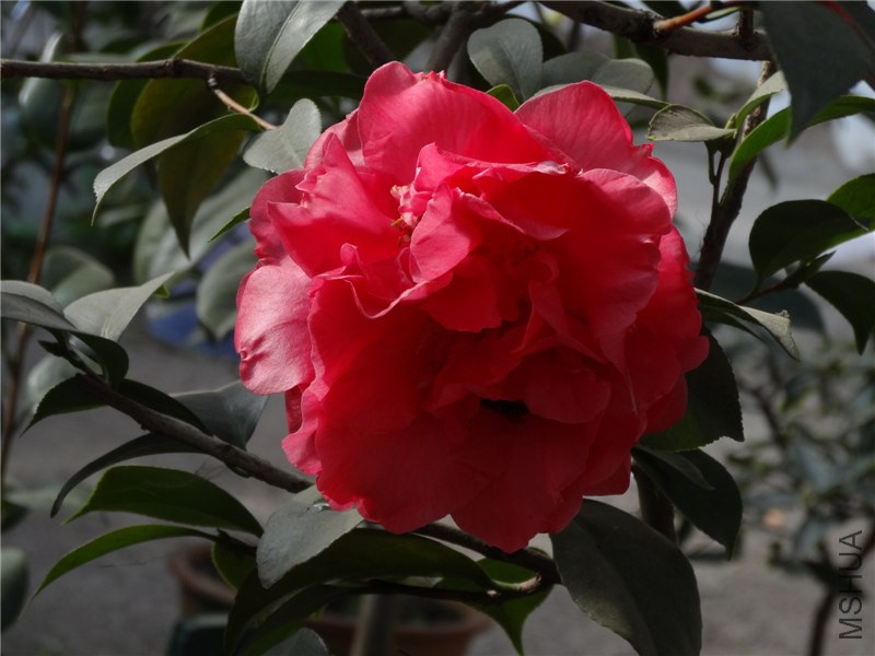 DSC01555.jpg