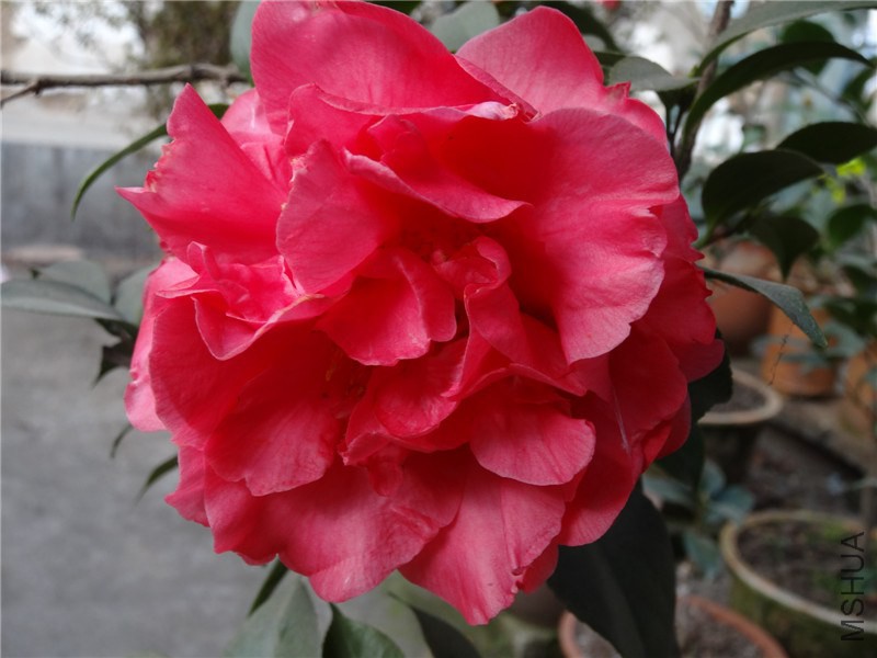 DSC01550.jpg