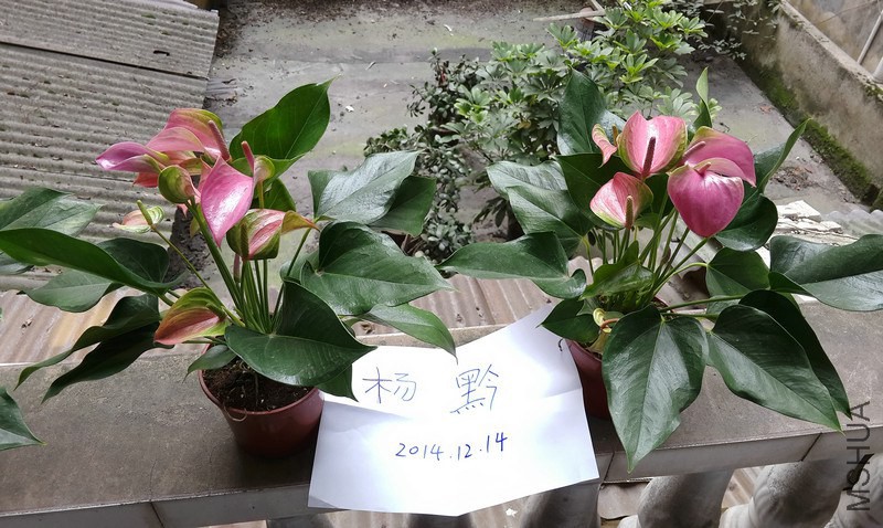 P41214-140634.jpg