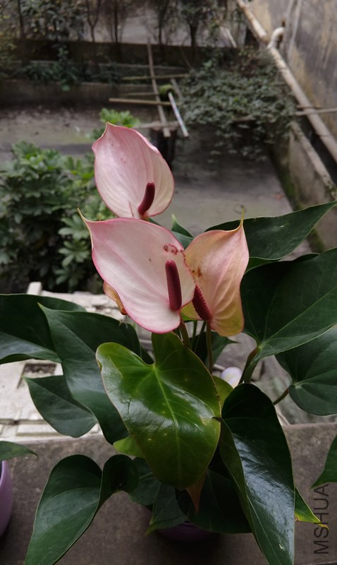 P41214-141405.jpg