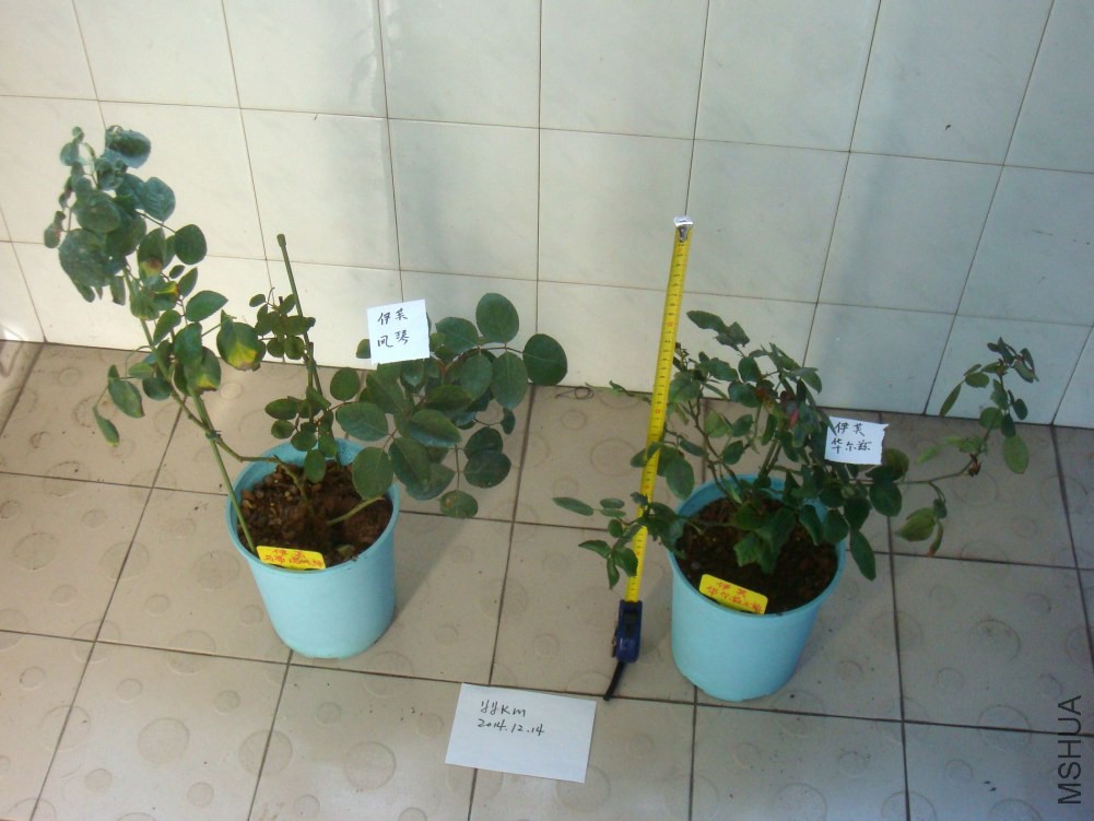 ��ܽ���١���ܽ������02.JPG