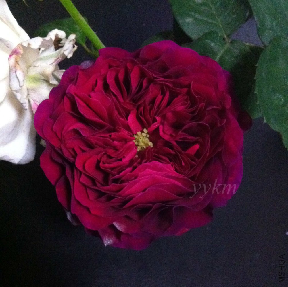 ����.JPG
