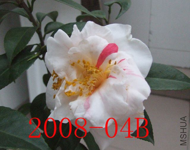 DSCF7786_����.jpg