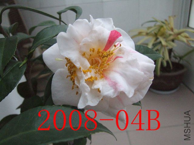 DSCF7788_����.jpg