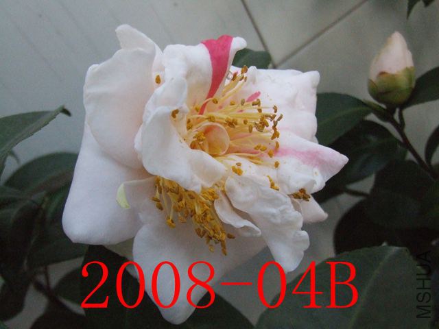 DSCF7833_����.jpg