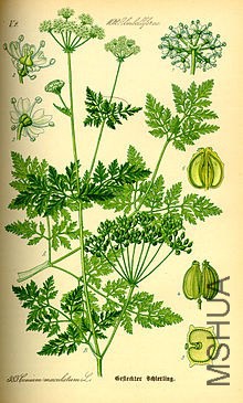 220px-Illustration_Conium_maculatum0.jpg