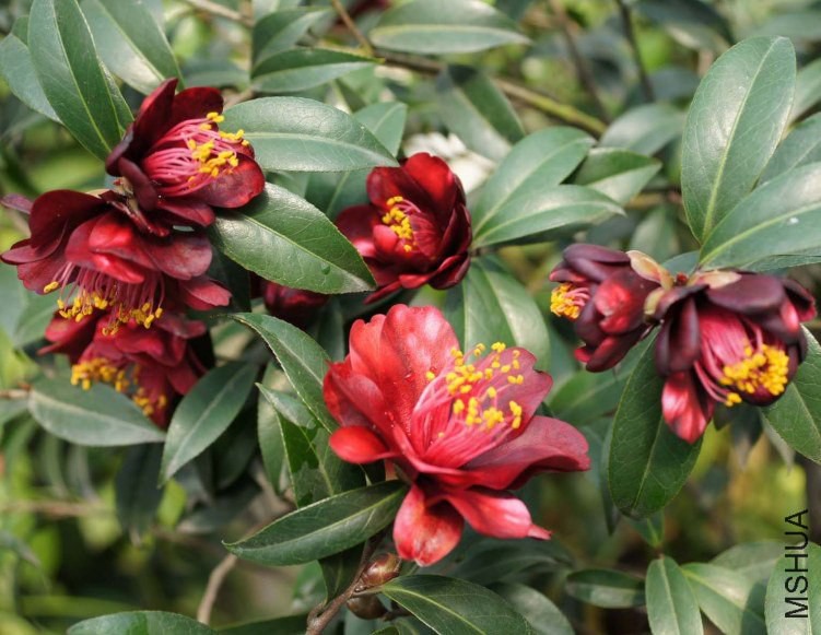 ����ʿ 2slx1.jpg