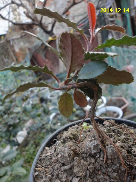 DSC06206.JPG