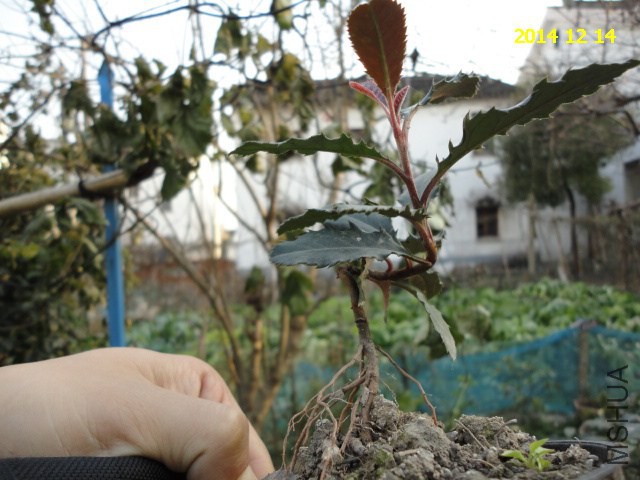 DSC06205.JPG