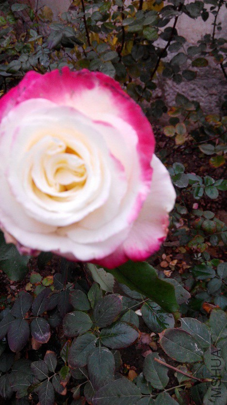 IMG_20141123_113149.jpg