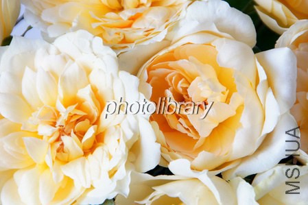 �ޥꥢ�ƥ�`���� (3).jpg