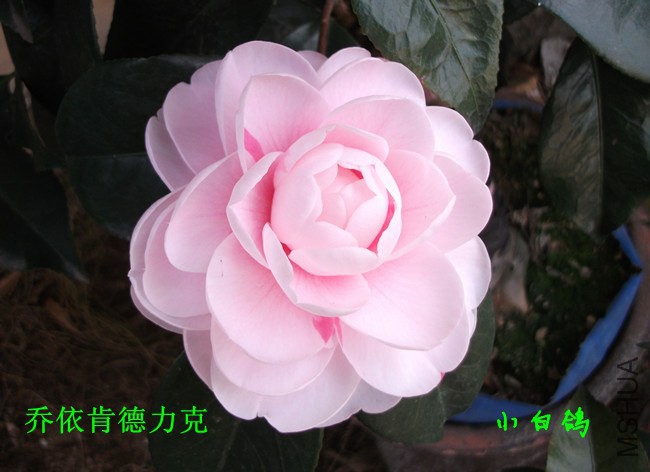 DSCF8630_����.jpg