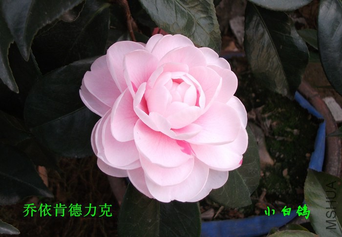 DSCF8634_����.jpg