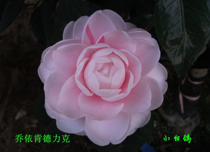 DSCF8643_����.jpg