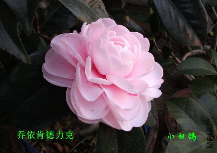 DSCF8650_����.jpg