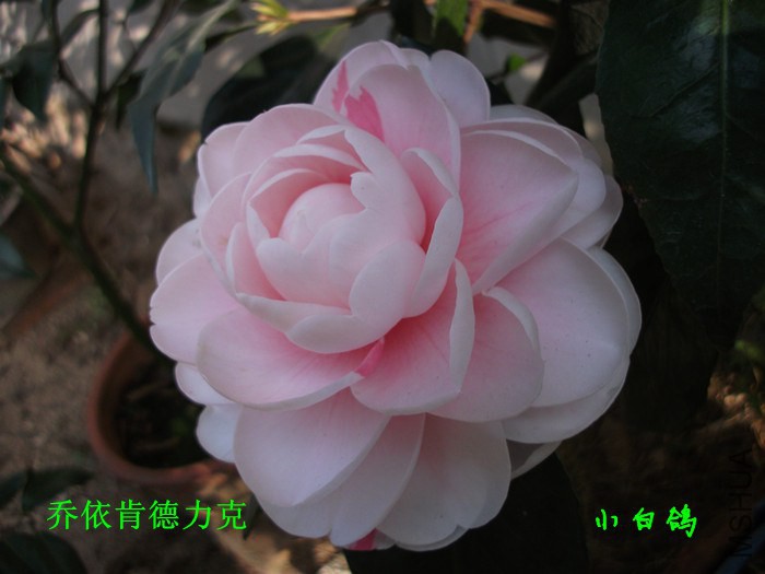 DSCF8674_����.jpg