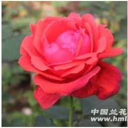 �����ѵ�Ψһһ��