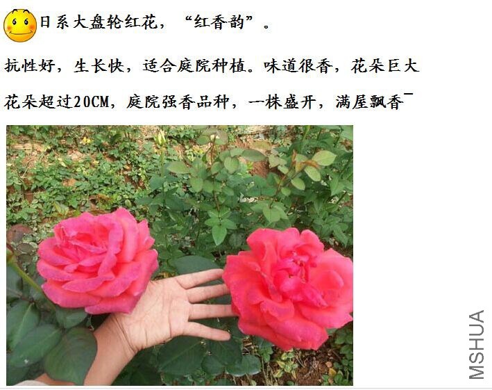 Ⱥ������