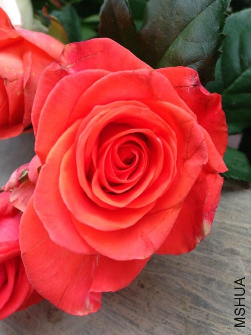 wmydj �������ڷ���