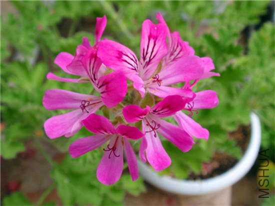 P6160008_����.jpg