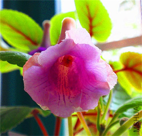 P7310011.JPG