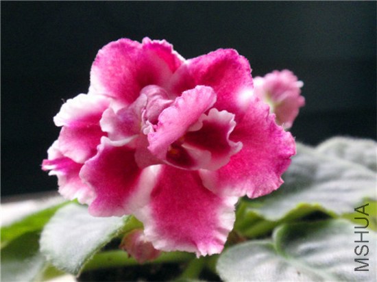 P6200001_����.jpg
