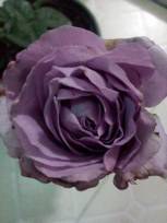 IMG_20141212_204836.jpg.JPG