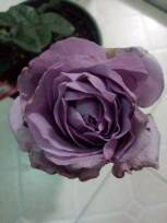 IMG_20141212_204841.jpg.JPG