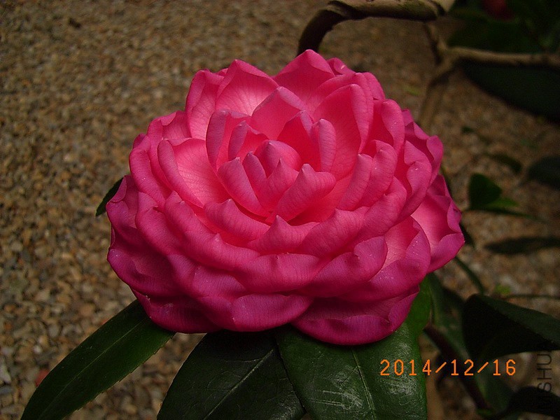 ̫ꖸ�A8.JPG