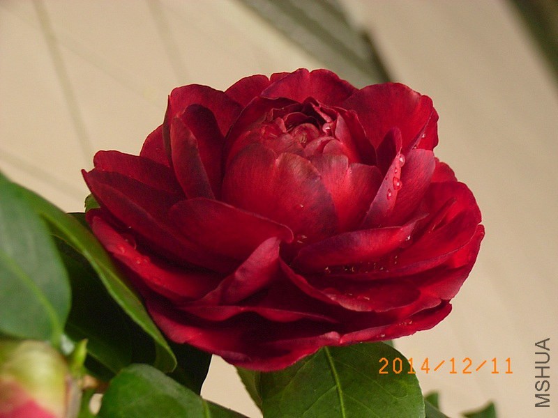 ���ݷ�A1.JPG