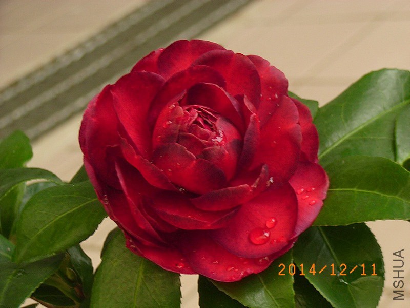 ���ݷ�A2.JPG