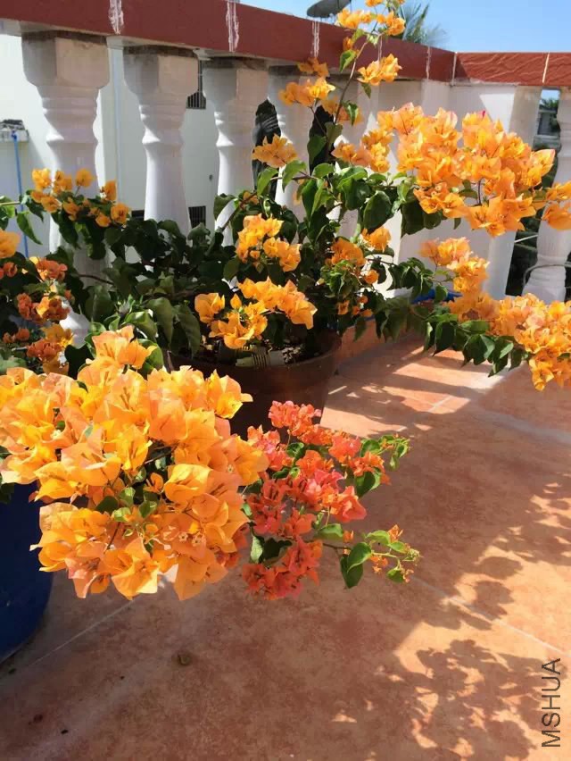 ���ݻƽ�.jpg