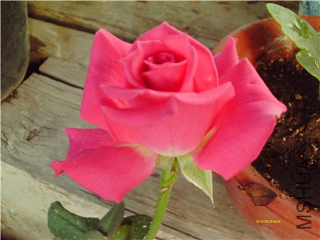 IMAG0042 - ����.jpg