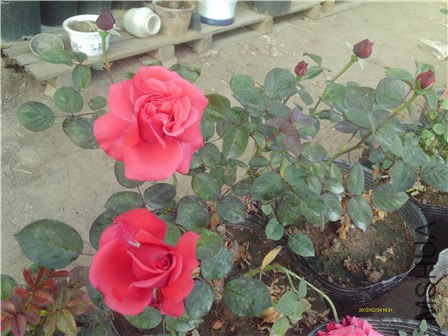 IMAG0001 - ����.jpg