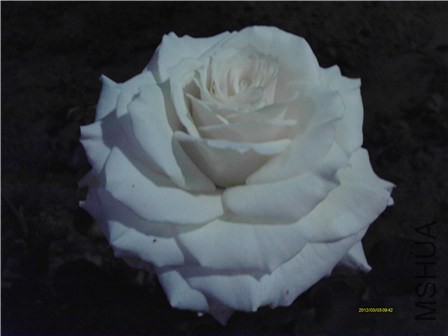 IMAG0217 - ����.jpg