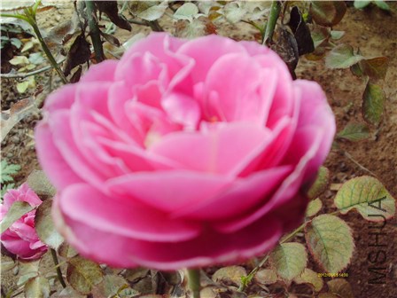 IMAG0260 - ����.jpg