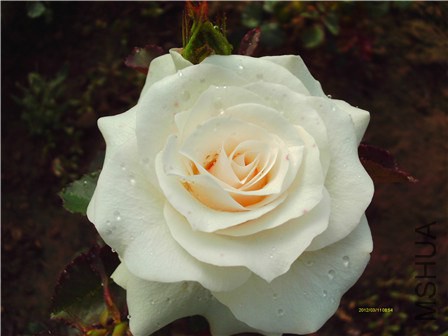 IMAG0292 - ����.jpg