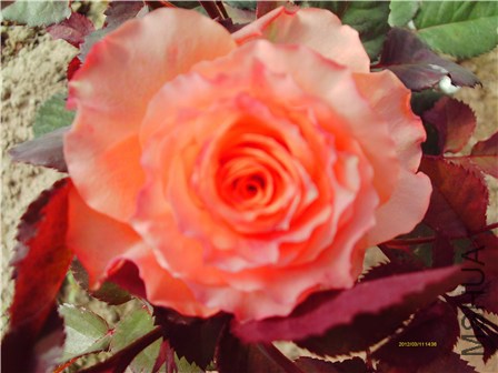 IMAG0314 - ����.jpg