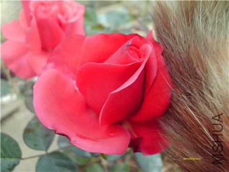 IMAG0005 - ����.jpg