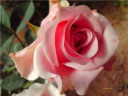 IMAG0258 - ����.jpg