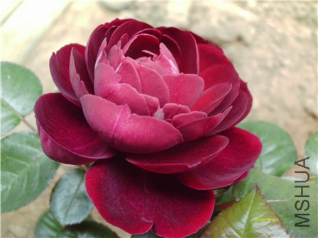 IMAG0246 - ����.jpg